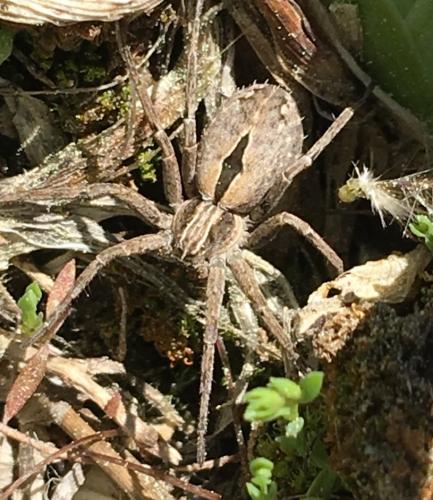 Thanatus sp.